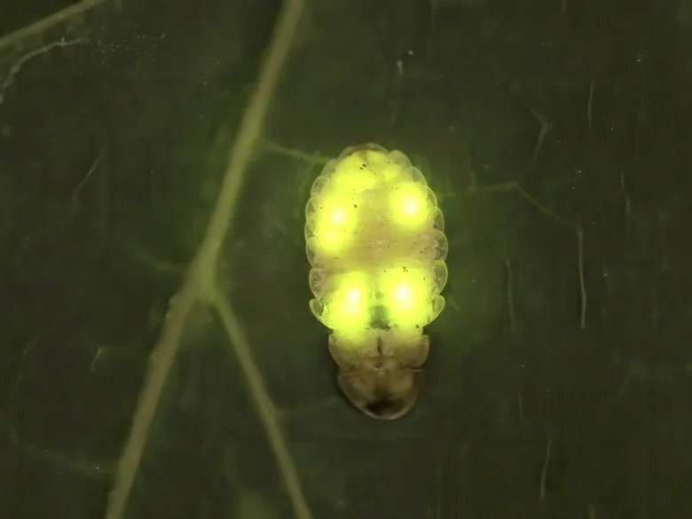 Světluška větší chov: zářící larva na listu
