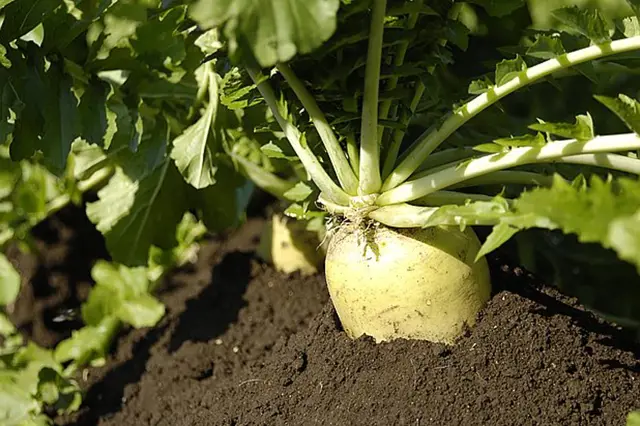 Zelenina: Pastiňák rostoucí v zemi s listovím
