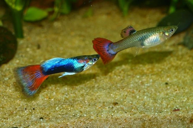 Dvě barevné guppy rybky v akváriu s pískem a rostlinami