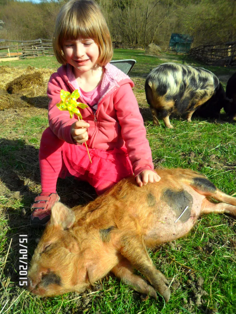 Děvče hrající s kůň-kúne prasaty na farmě