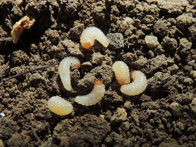 Bílá larva hlístice na zemi v zahradě.
