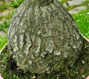 Kůra sloní nohy v květináči s mechem