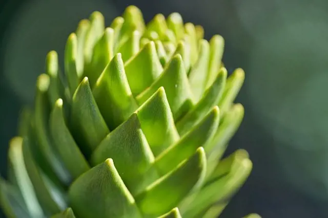 Detailní záběr na zelené listy rostliny Euphorbia myrsinites.