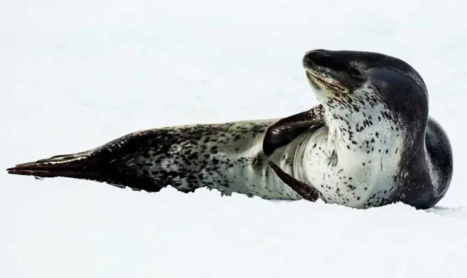 Leopardí tuleň leží na sněhu