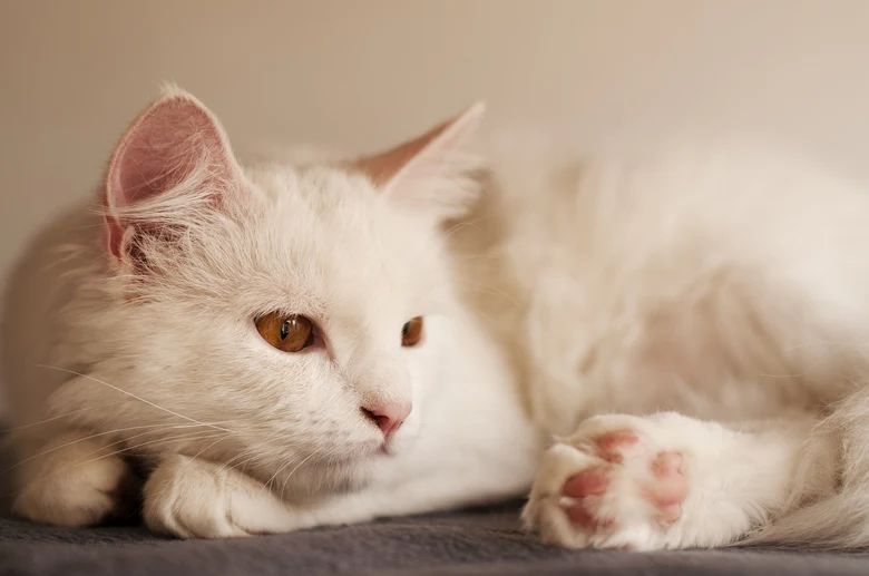 Bílý turecký angora kočka ležící na podlaze