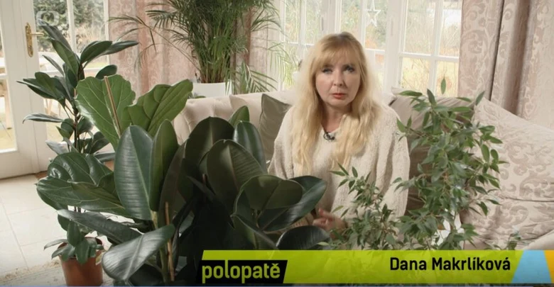Žena sedí mezi rostlinami, včetně fíkusu v interiéru.