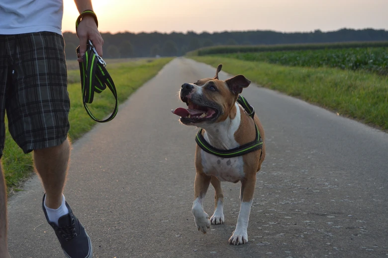 Americký pitbull se prochází venku s majitelem.
