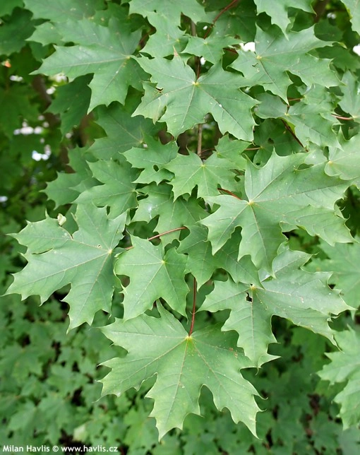 Liste listí z javoru kříženého Acer platanoides