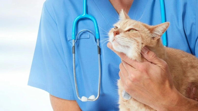 Veterinární lékař kontrolovaný kočku