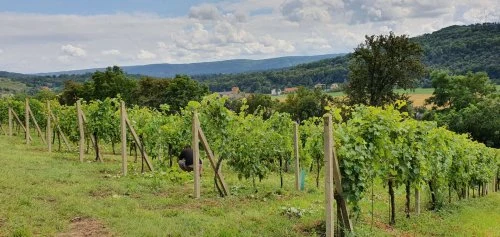 Vinná réva vedená na dřevěných sloupech ve vinici
