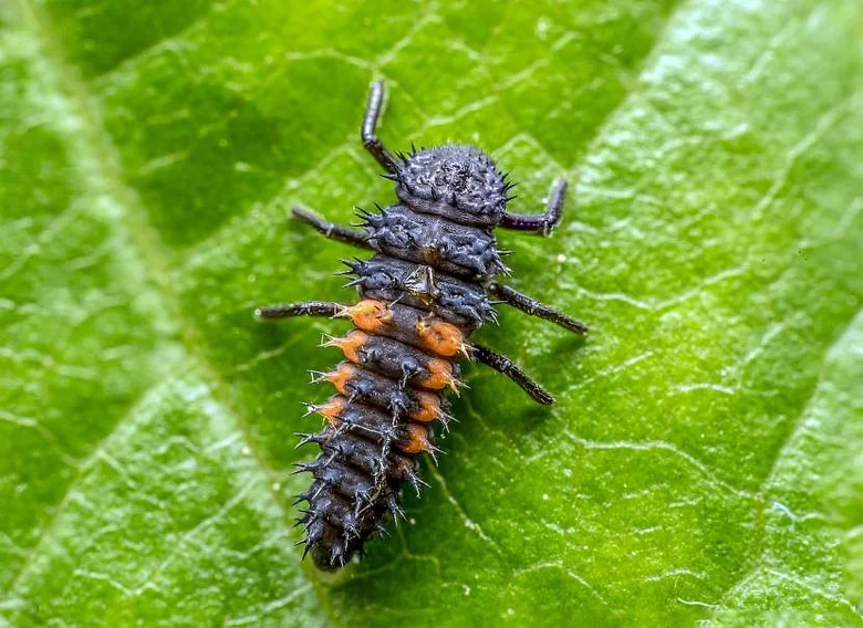 Larva berušky na listu v zahradě