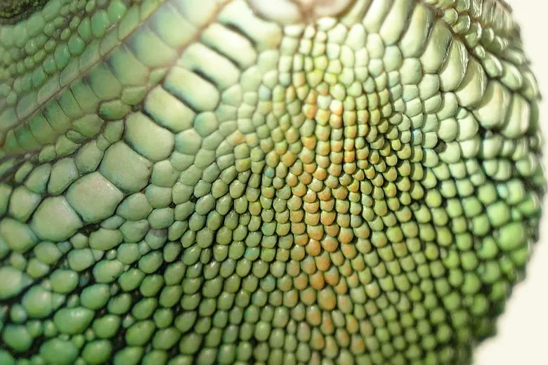 Detailní záběr na šupiny zeleného leguána.