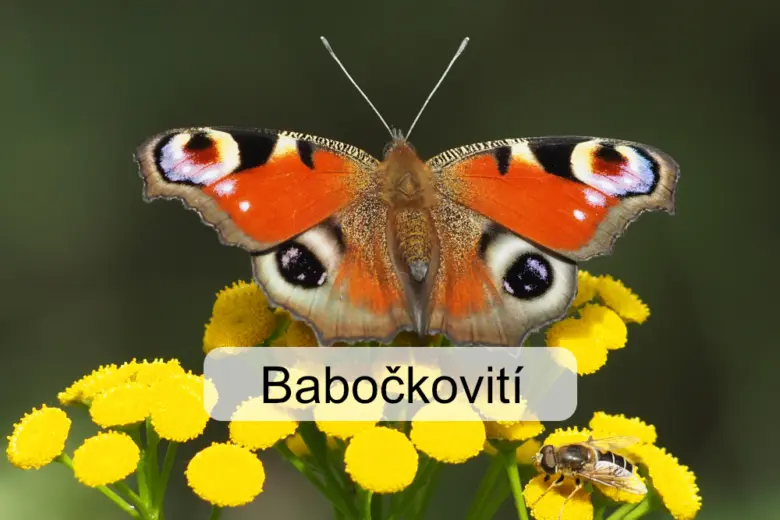 Babočka s oranžovými křídly na žlutých květech