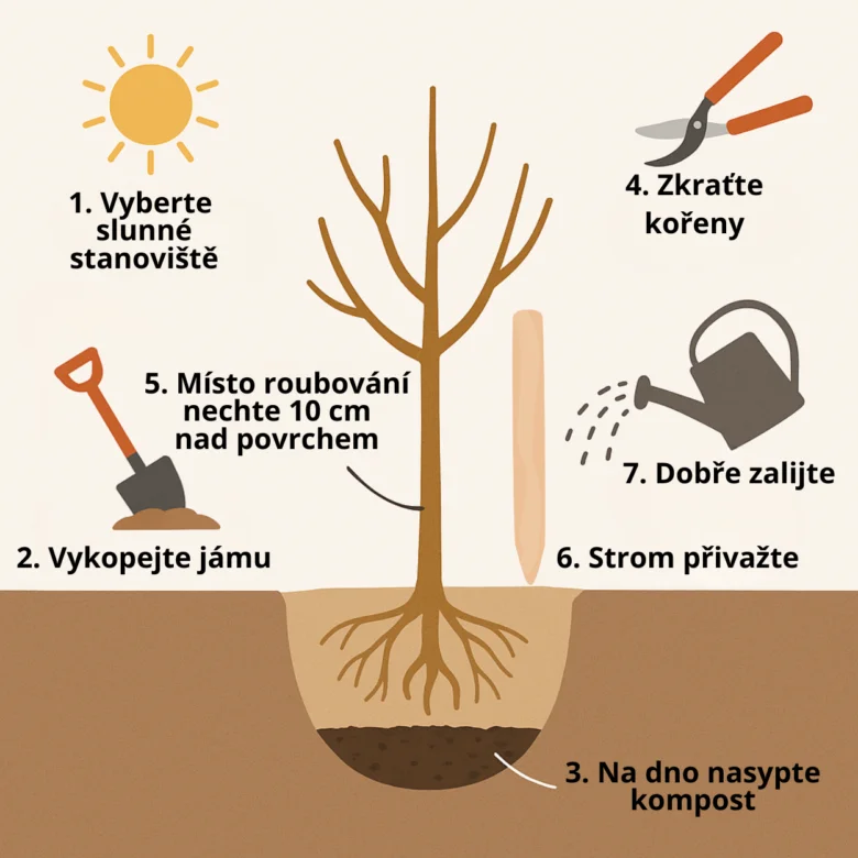 Ilustrace kroků při výsadbu sloupovitého ovocného stromku