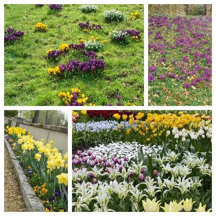 Kolekce jarních cibulovin v zahradě s kvetoucími narcisy a tulipány.