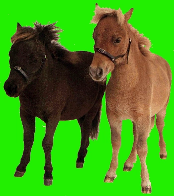 Dva malí koně na zeleném pozadí