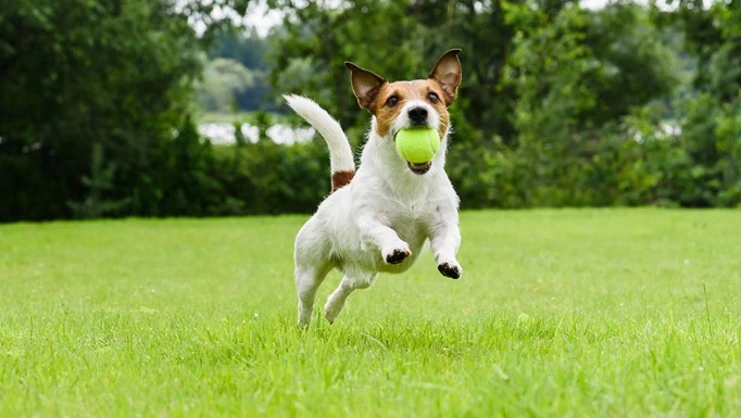 Jack Russell teriér běží po trávníku s tenisovou lovkou v tlamě