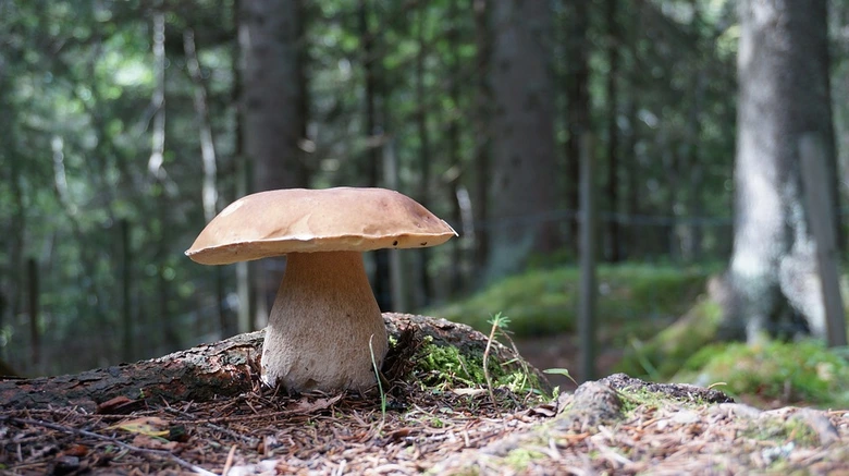 Velká hřibová houba rostoucí v lesním porostu.