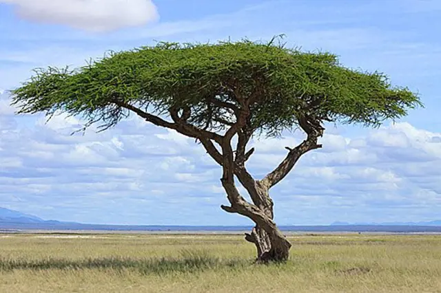 Samotná akácie na africké savaně pod modrou oblohou