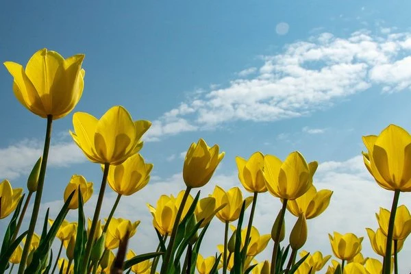 Žluté zahradní tulipány rostou na modré obloze.
