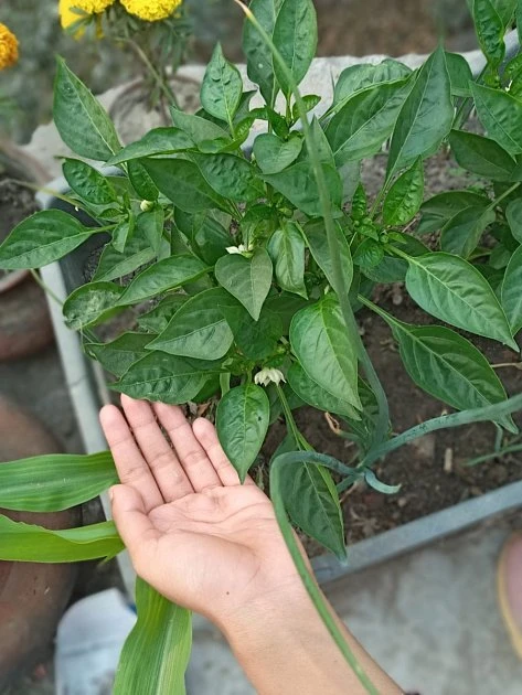 Rostoucí paprika s květy v zahradním hrnci