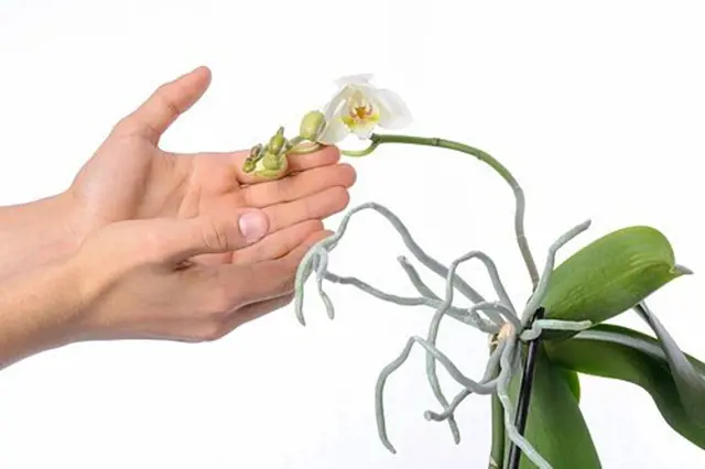 Ruce drží kvetoucí orchidej po odkvětu