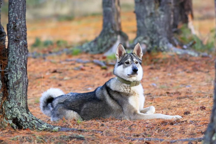 Sibiřský husky leží v lese na jehličí