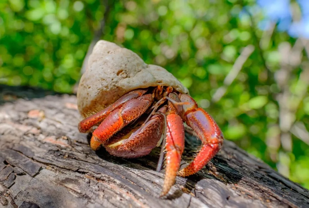 Krab poustevník vyklízející z mušle na dřevě.