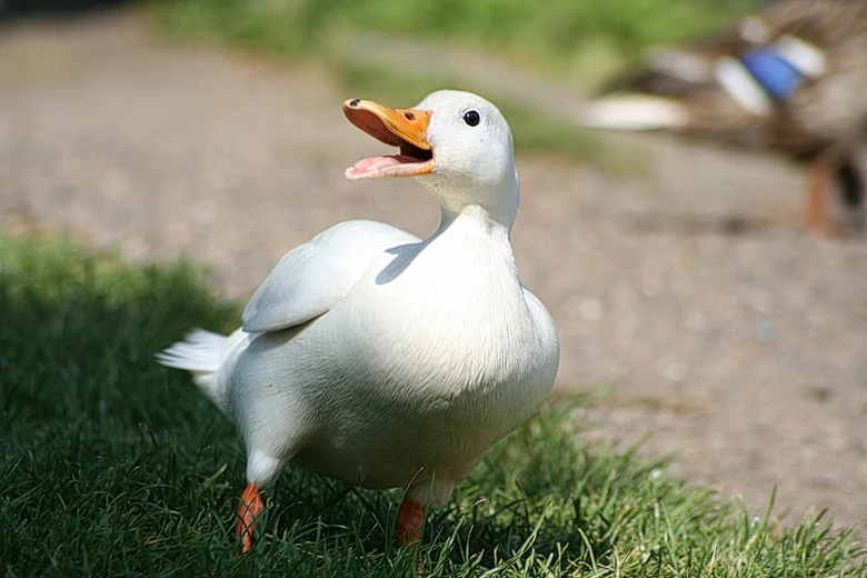 Bílá kachna pekingská stojí na trávě a kváká.
