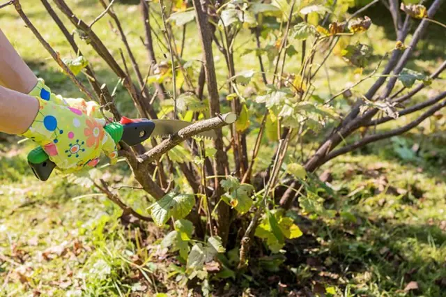 Ořezávání keře rybízu v zahradě rukama s nůžkami