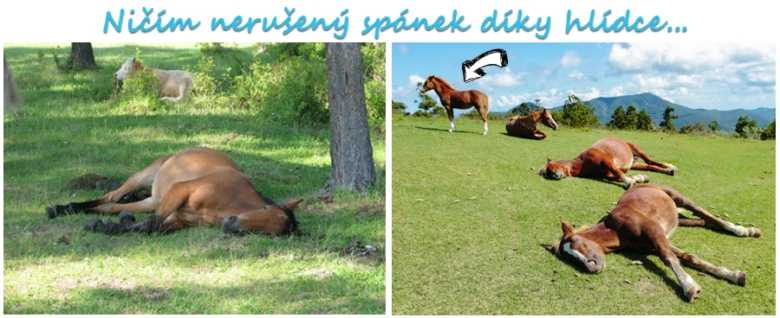 Koně spící na louce, jeden stojí jako hlídač