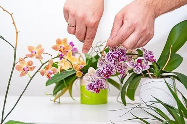 Ošetřování orchidejí po odkvětu, řezání květenství