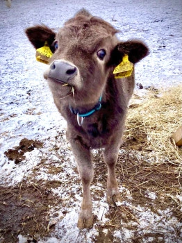 Malá hnědá mini kráva s žlutými štítky v uších na zasněženém farmářském pozadí