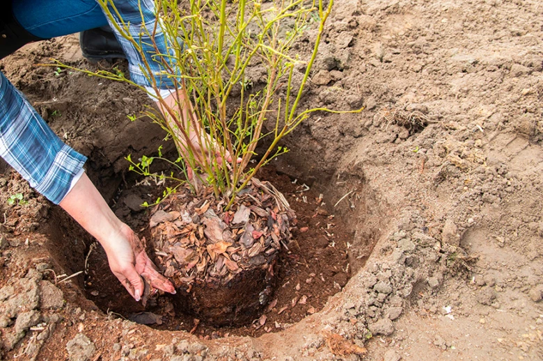 Sázení ovocného stromu do země, ruce upevňující kořeny