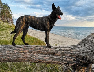 Brindle pes stojí na kmeni u moře.