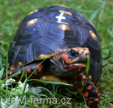 Želva uhlířská jíždějící po trávě