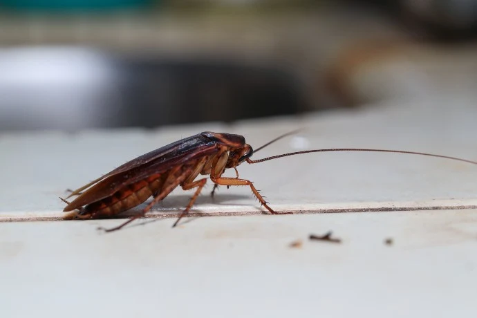 Blatnička na světlé ploše, makrofotografie