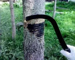 Odstraňování škumpy jedovaté z kůry stromu pomocí nástroje.