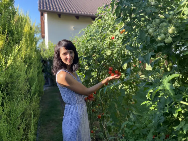 Žena v zahradě sbírá čerstvé rajčata z keře