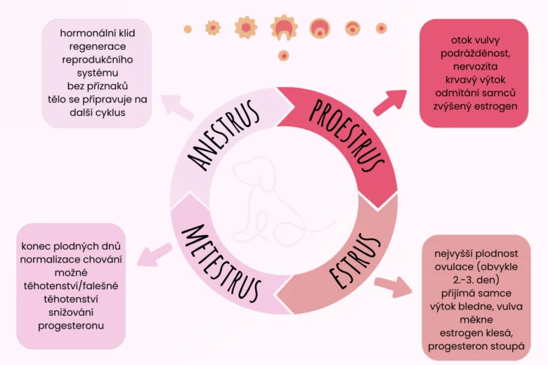 Infografika cyklu hárání u psice s popisky jednotlivých fází a příznaky