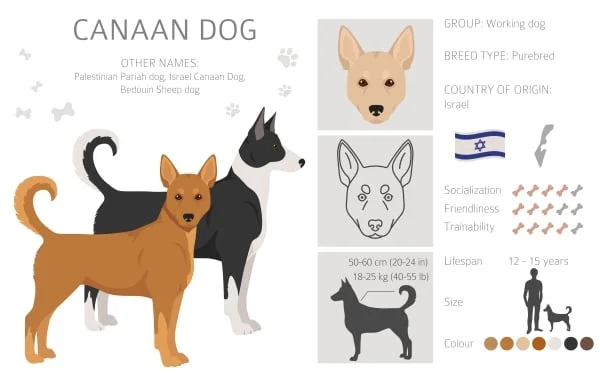 Informační infografika o plemeni kanaánský pes s vlastnostmi a chovem