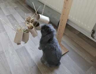Zakrslý králík hraje s kartonovou hračkou plnou slámy