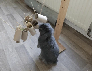 Šedý domácí králík se žvýká seno z papírových trubiček