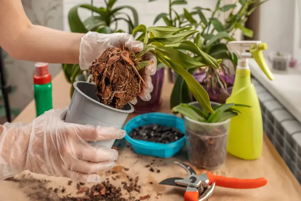 Osoba v rukavicích přesazuje orchidej do nového květináčku