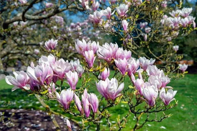 Květy magnolie v plném rozkvětu na stromě