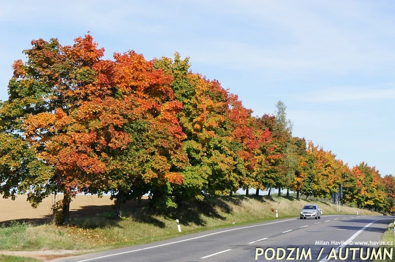 Rostoucí řada javorů v podzimu po straně silnice.