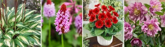 Květiny pro zahradu: hosta, orchidejovitá rostlina, afričtí violky, kletz