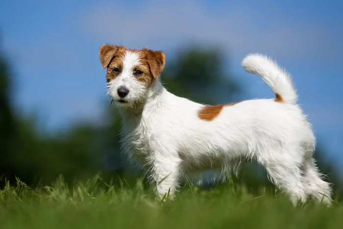 Jack Russell teriér na trávě, pohled z profilu