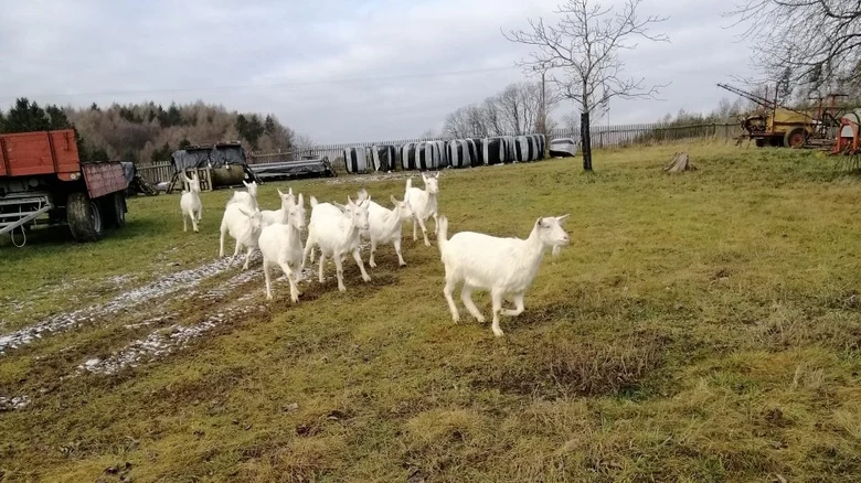 Bílé domácí kozy na trávníku u zemědělské techniky.