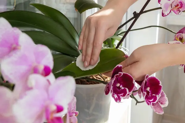 Osoba čistí list orchideje bavlněným tampónem